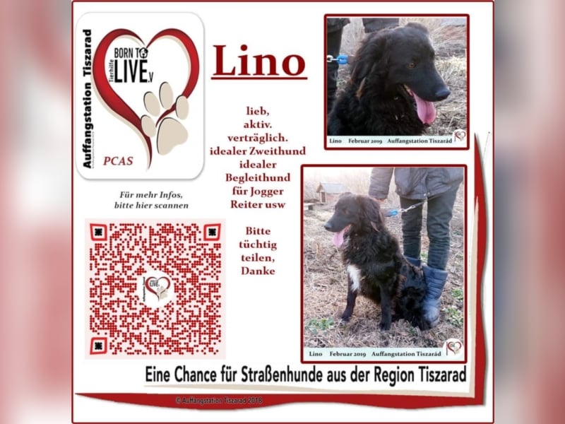 Lino