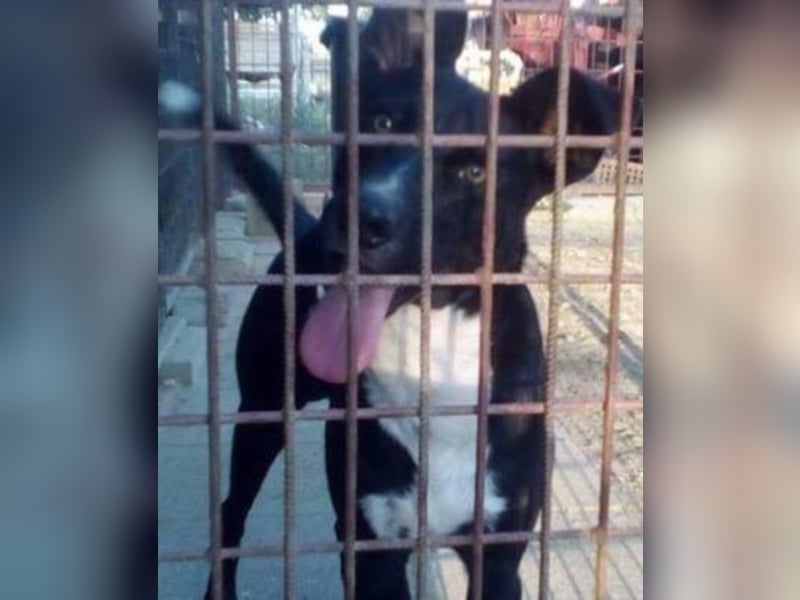 Dolfi sucht sein für immer Zuhause