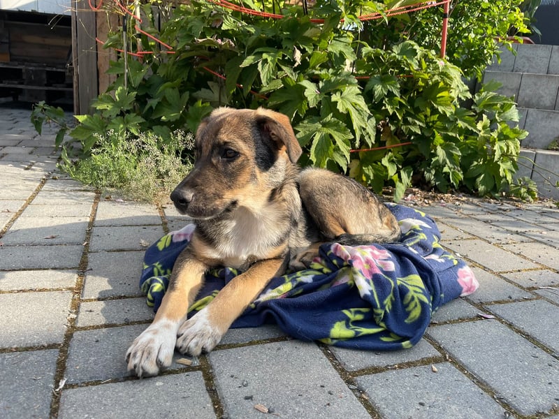 Welpe Justus,  freundlich und verspielt