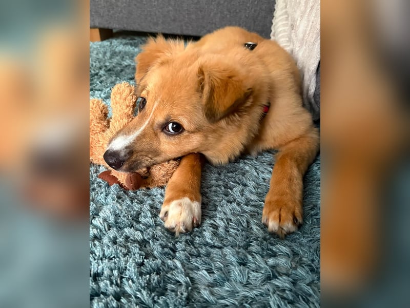 Welpenmädchen Nelly