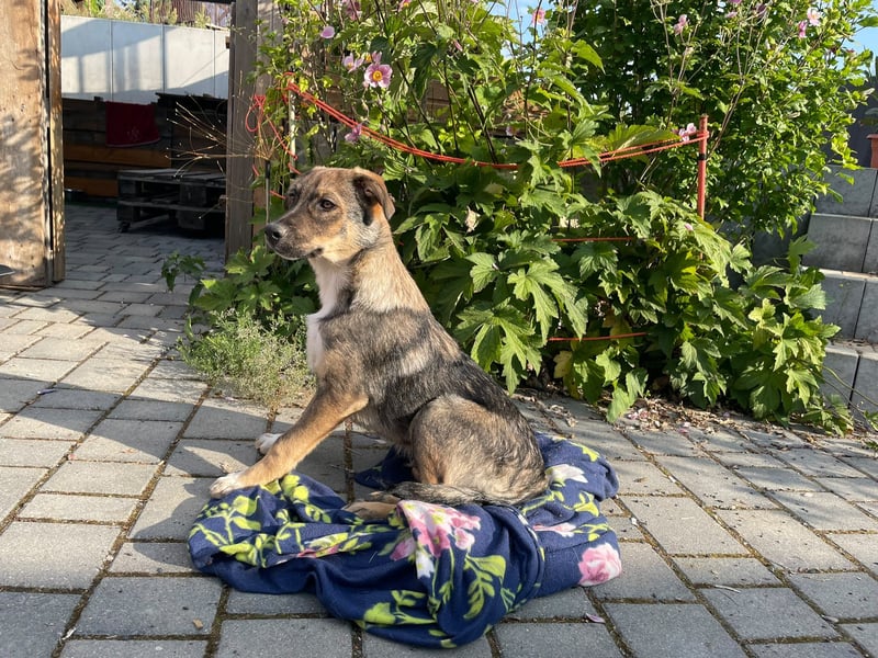 Welpe Justus,  freundlich und verspielt