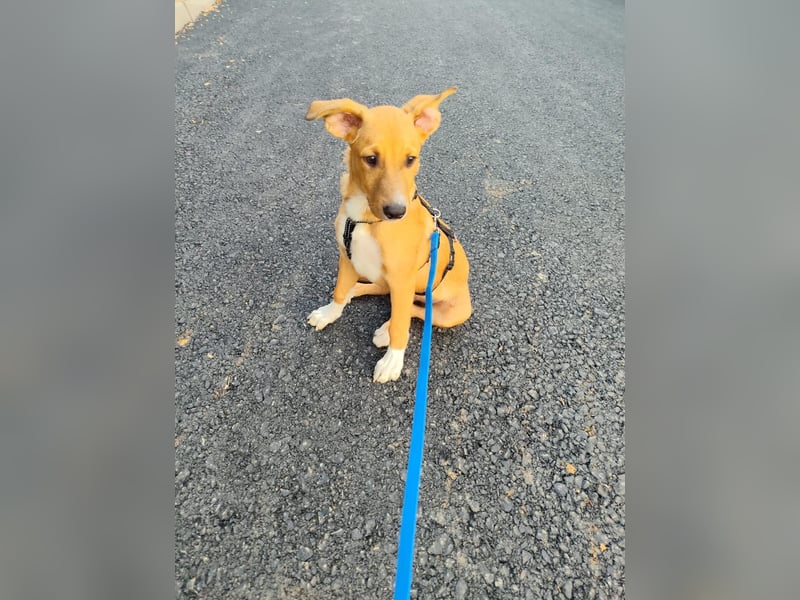 Freundlicher Welpe Fiete