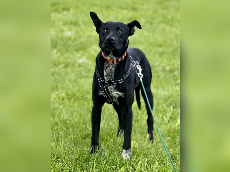 Süßer,  rundum lieber Hundejunge, 7Mon., gepflegt, stubenrein