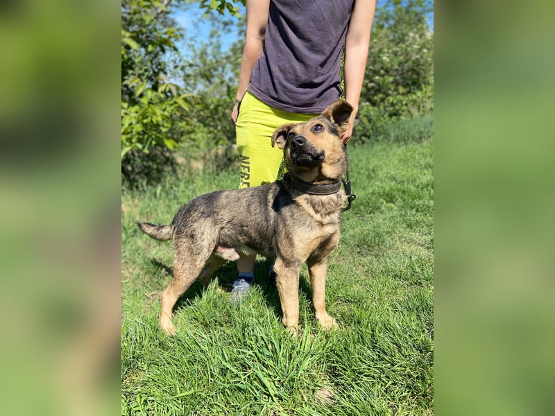 Unkomplizierter, verspielter Mischlingsrüde, ca. 2,5Jahre, 50cm, kastriert