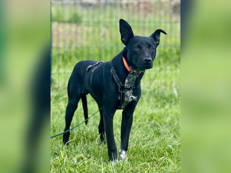 Süßer,  rundum lieber Hundejunge, 7Mon., gepflegt, stubenrein