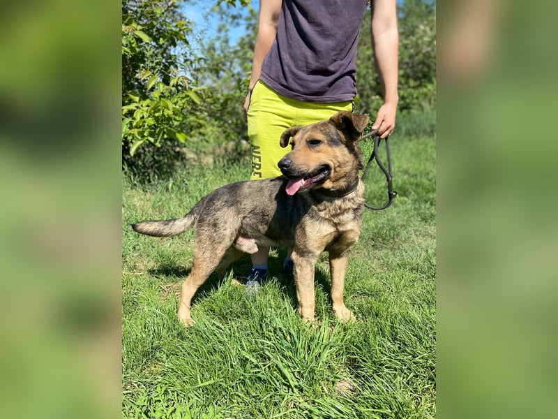 Unkomplizierter, verspielter Mischlingsrüde, ca. 2,5Jahre, 50cm, kastriert