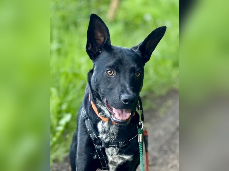 Süßer,  rundum lieber Hundejunge, 7Mon., gepflegt, stubenrein