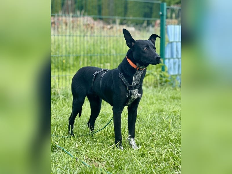 Süßer,  rundum lieber Hundejunge, 7Mon., gepflegt, stubenrein