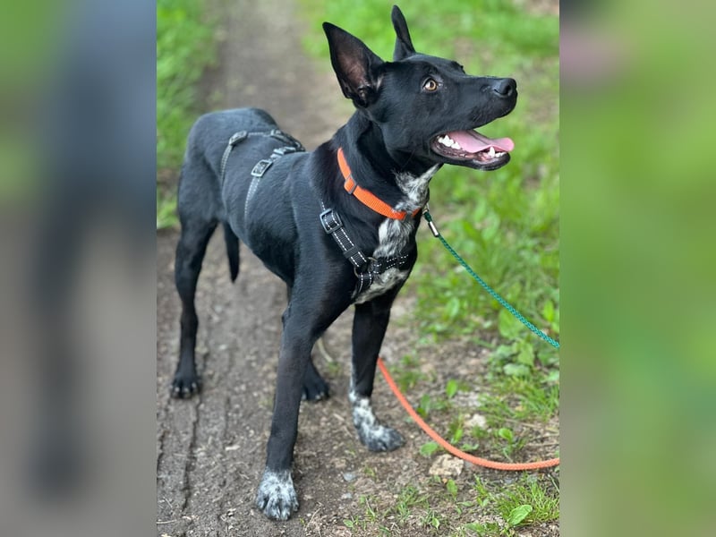 Süßer,  rundum lieber Hundejunge, 7Mon., gepflegt, stubenrein