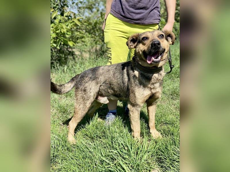 Unkomplizierter, verspielter Mischlingsrüde, ca. 2,5Jahre, 50cm, kastriert