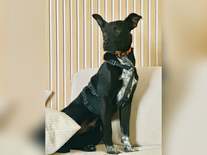 Süßer,  rundum lieber Hundejunge, 7Mon., gepflegt, stubenrein