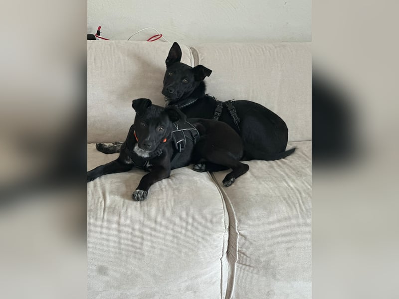 Süßer,  rundum lieber Hundejunge, 7Mon., gepflegt, stubenrein
