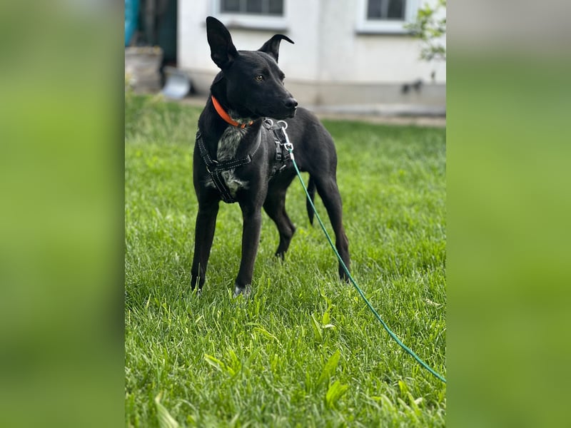 Süßer,  rundum lieber Hundejunge, 7Mon., gepflegt, stubenrein
