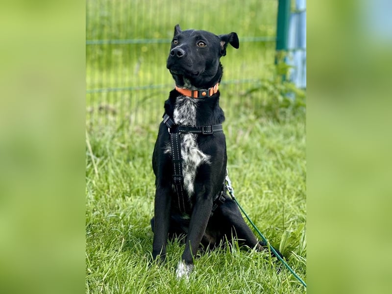 Süßer,  rundum lieber Hundejunge, 7Mon., gepflegt, stubenrein