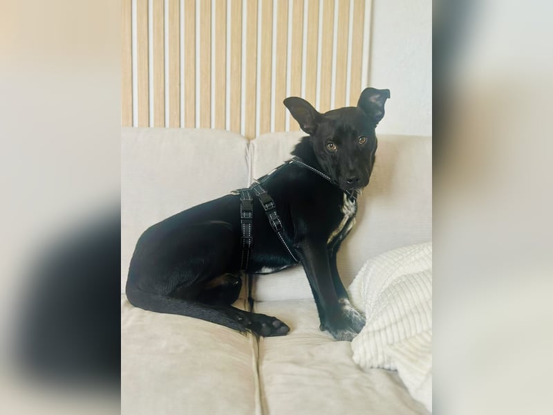 Süßer,  rundum lieber Hundejunge, 7Mon., gepflegt, stubenrein