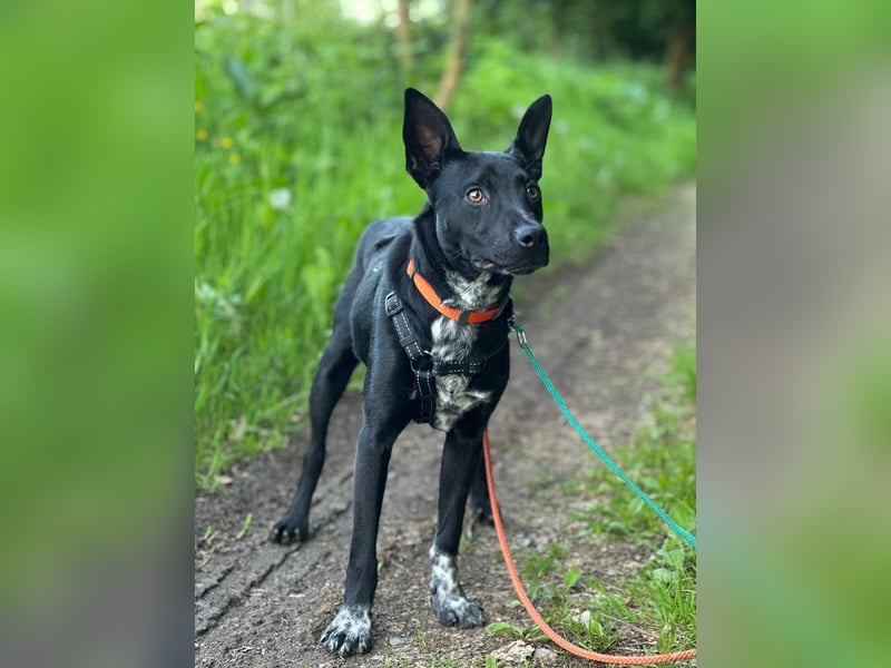 Süßer,  rundum lieber Hundejunge, 7Mon., gepflegt, stubenrein