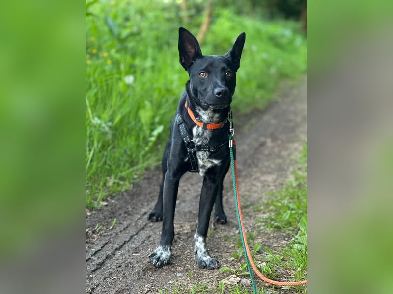 Süßer,  rundum lieber Hundejunge, 7Mon., gepflegt, stubenrein