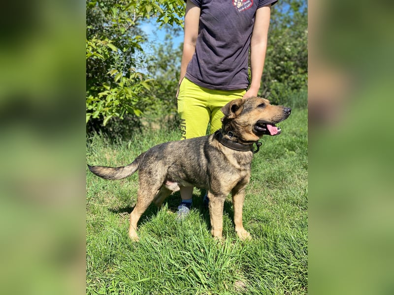 Unkomplizierter, verspielter Mischlingsrüde, ca. 2,5Jahre, 50cm, kastriert