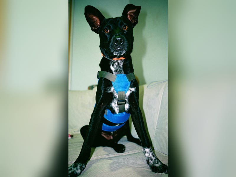 Süßer,  rundum lieber Hundejunge, 7Mon., gepflegt, stubenrein