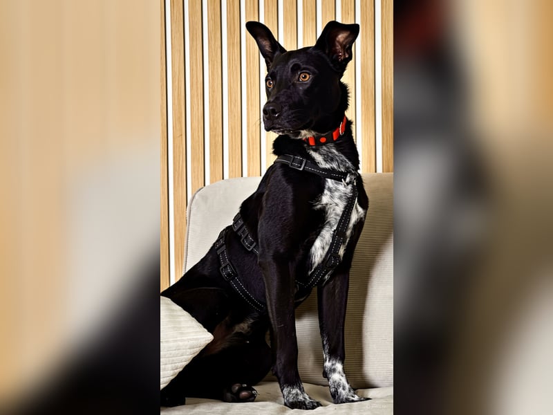 Süßer,  rundum lieber Hundejunge, 7Mon., gepflegt, stubenrein