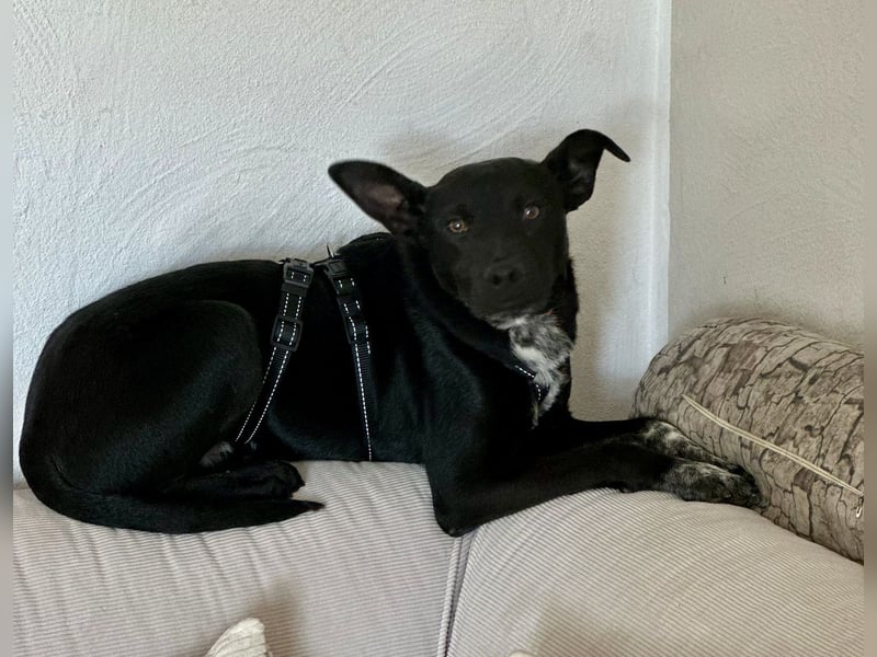 Süßer,  rundum lieber Hundejunge, 7Mon., gepflegt, stubenrein
