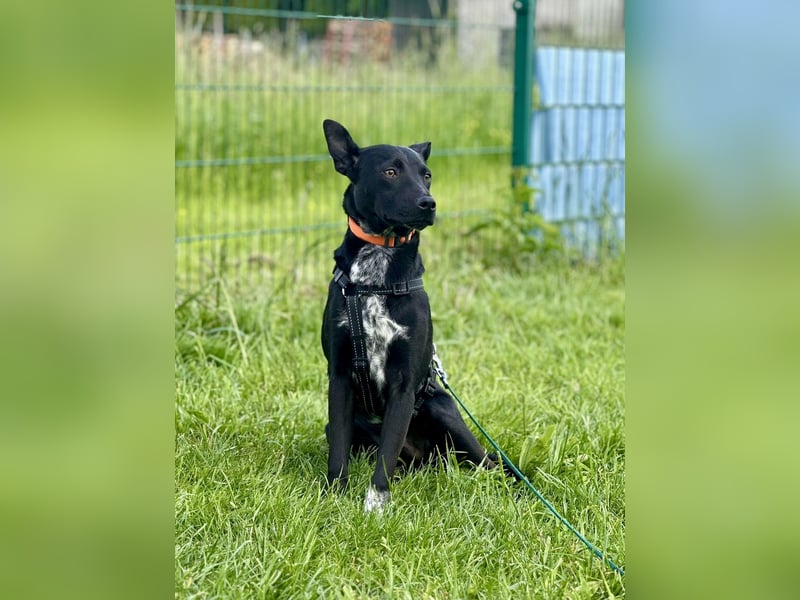 Süßer,  rundum lieber Hundejunge, 7Mon., gepflegt, stubenrein
