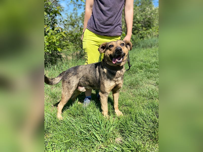 Unkomplizierter, verspielter Mischlingsrüde, ca. 2,5Jahre, 50cm, kastriert