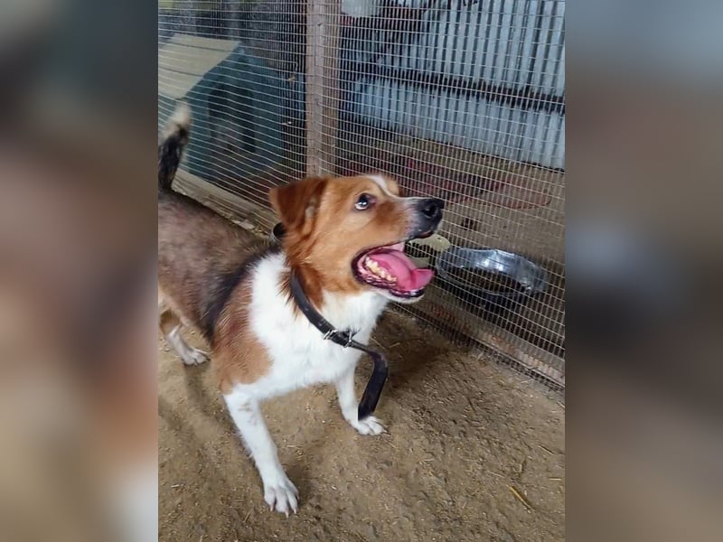 Mirko wünscht sich ein aktives Zuhause