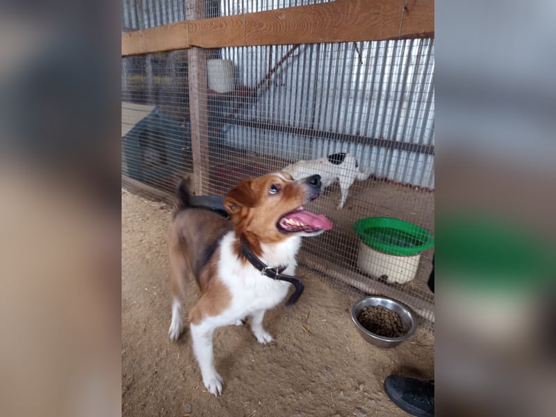 Mirko wünscht sich ein aktives Zuhause