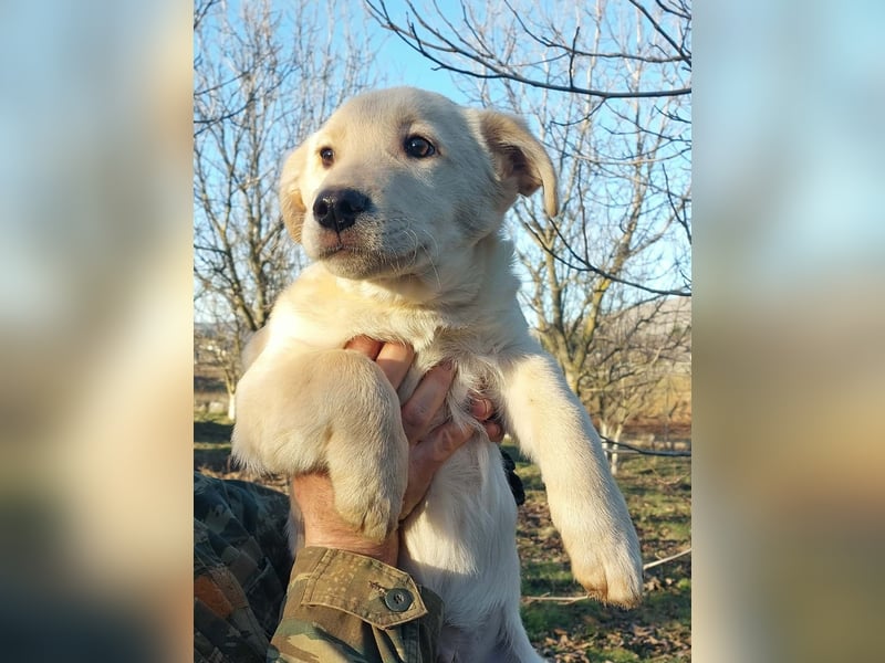 Ralph ist ein echter Schatz!