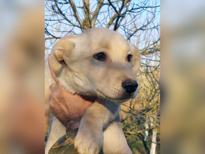 Ralph ist ein echter Schatz!