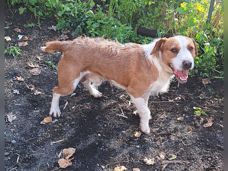 Terrier-Mix Max, ein junger, aktiver Bursche, auf der Suche nach seinen Lieblingsmenschen
