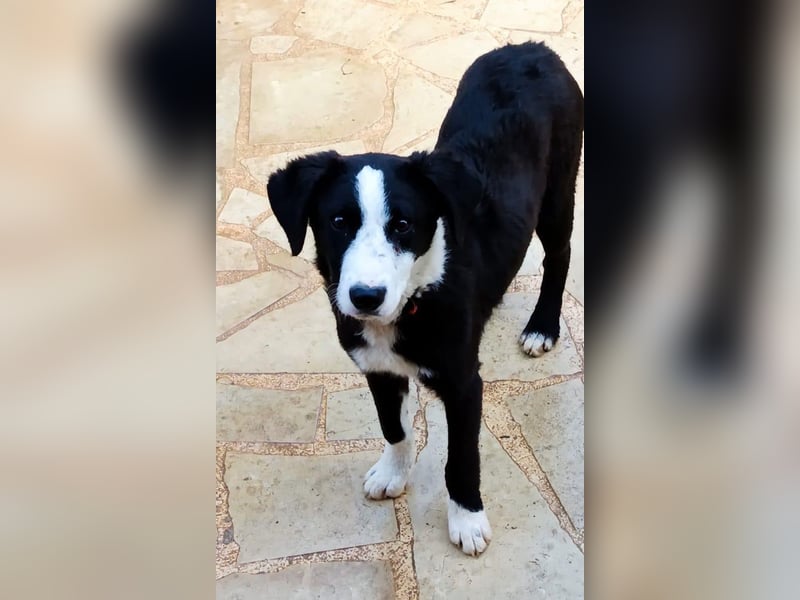 Leotie – kleine Rennmaus mit Border-Collie-Power