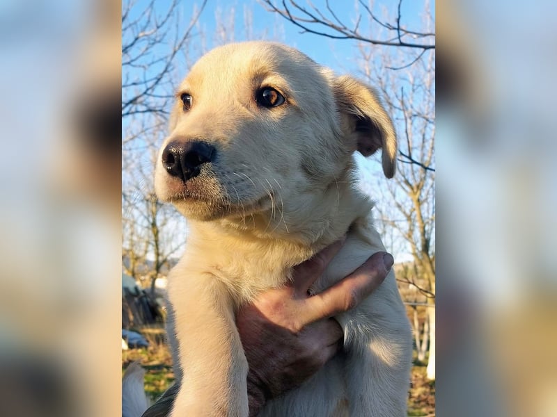 Ralph ist ein echter Schatz!