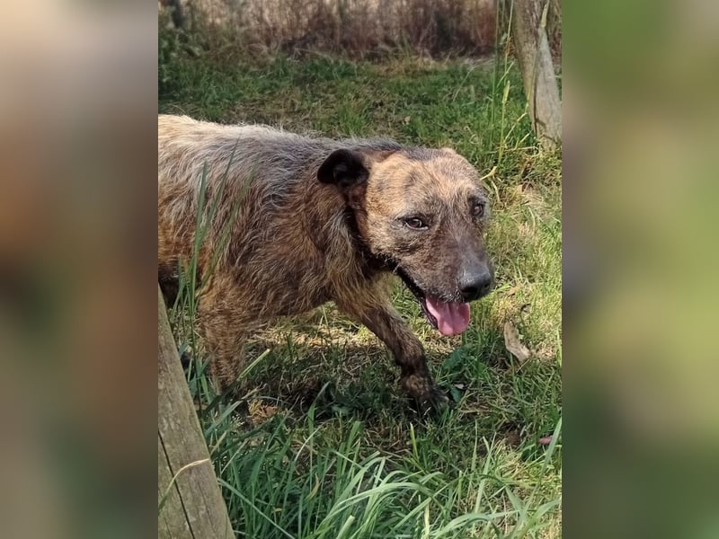 Lucky – verschmuster Herzenshund sucht endlich seine Menschen