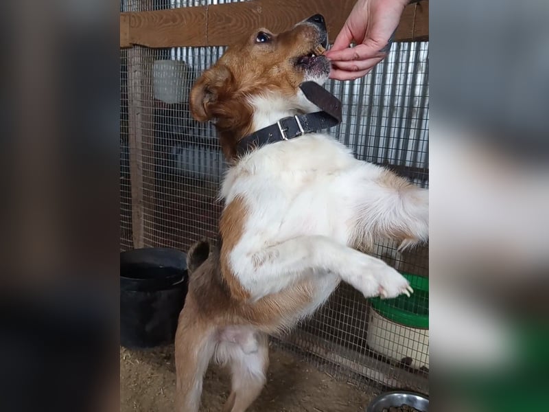 Mirko wünscht sich ein aktives Zuhause