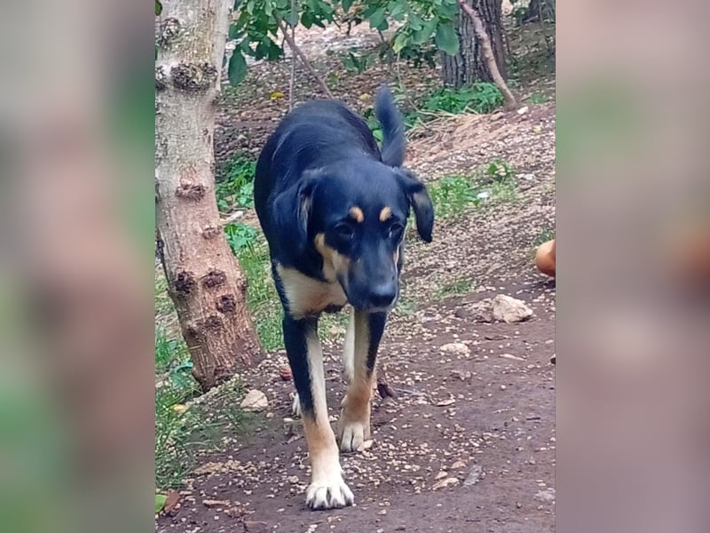 Lucy – die schüchterne Herzenshündin sucht Menschen, die ihr Zeit zum Vertrauen schenken