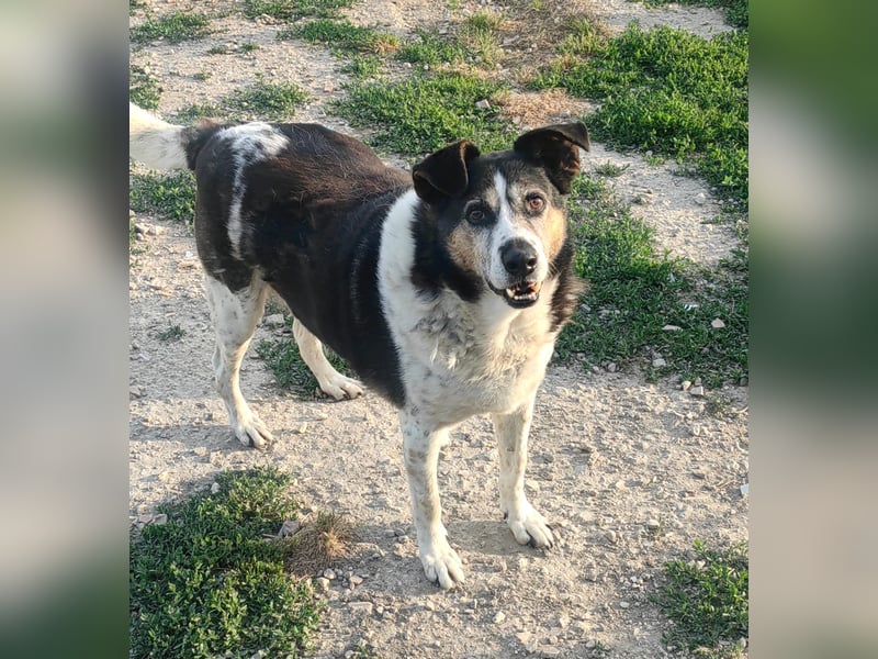Leo – 10-jähriger Herzenshund sucht ein liebevolles Zuhause für seinen Lebensabend