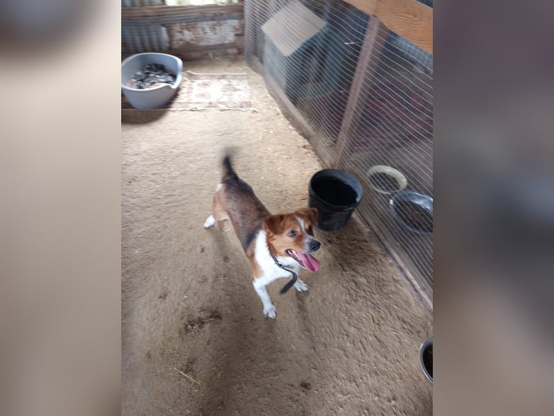 Mirko wünscht sich ein aktives Zuhause