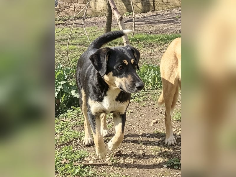 Lucy – die schüchterne Herzenshündin sucht Menschen, die ihr Zeit zum Vertrauen schenken