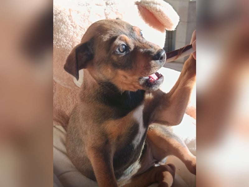 Gaia – ein Hundekind zum Verlieben