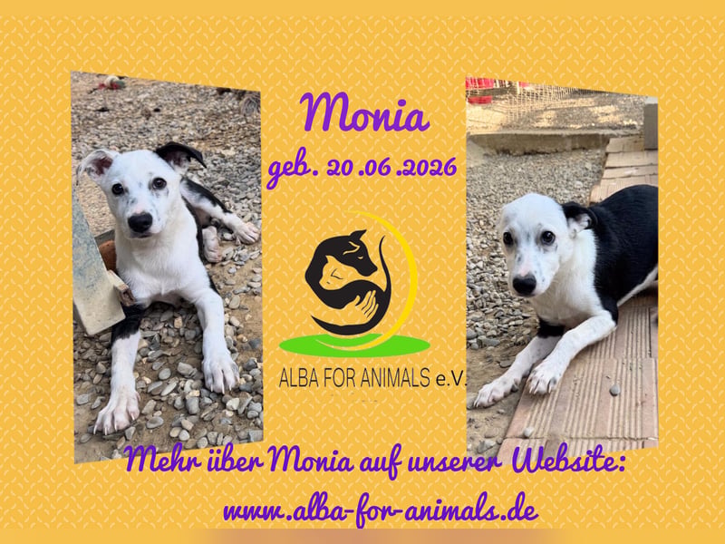 Monia – zuckersüßes Hundemädchen sucht ihre Familie fürs Leben