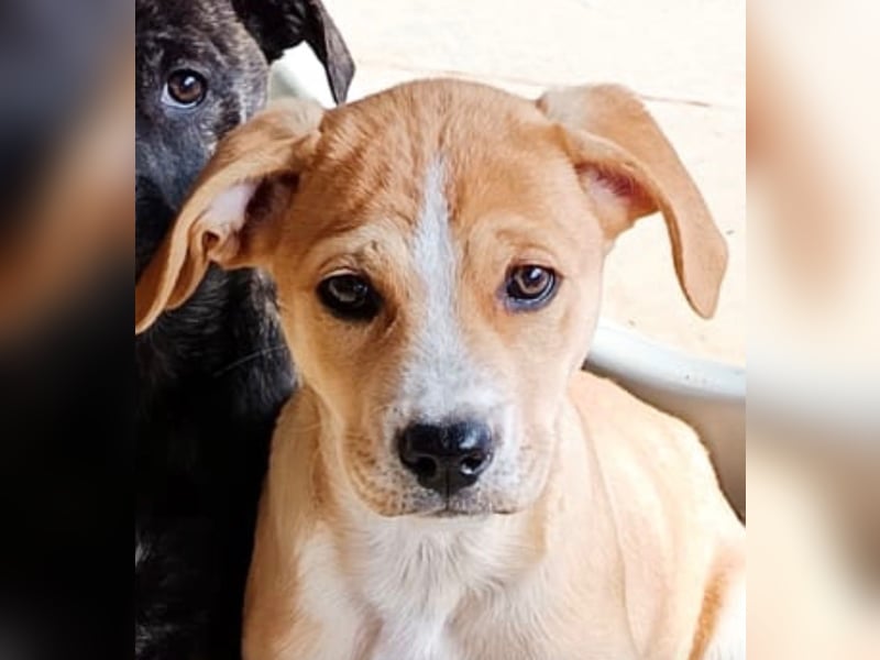 Prima – ein kleines Frühlingswunder sucht sein Zuhause