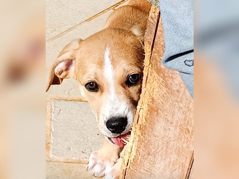 Prima – ein kleines Frühlingswunder sucht sein Zuhause