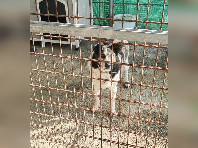 Leo – 10-jähriger Herzenshund sucht ein liebevolles Zuhause für seinen Lebensabend