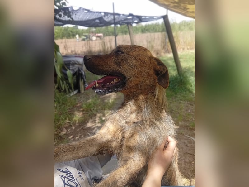 Lucky – verschmuster Herzenshund sucht endlich seine Menschen