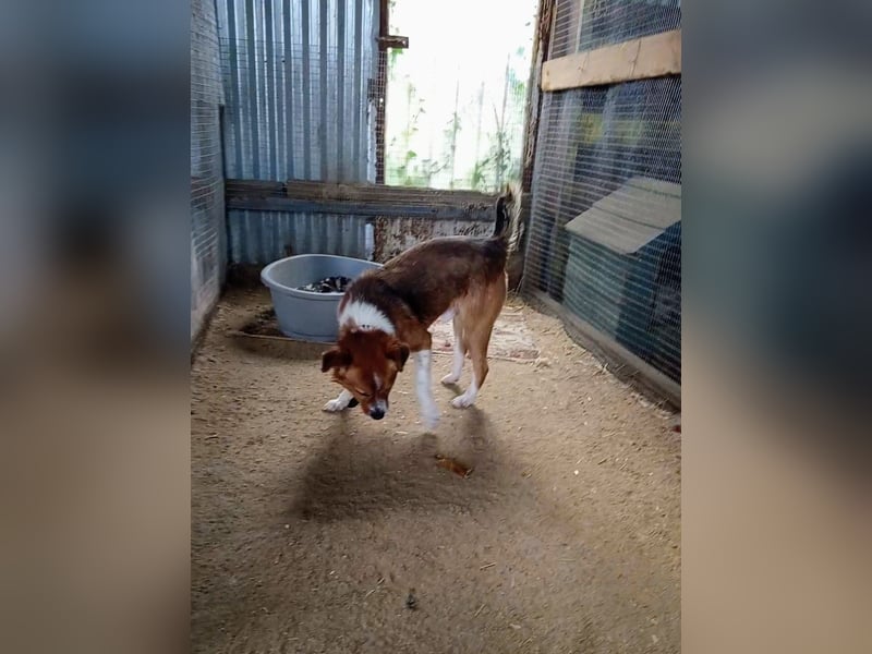 Mirko wünscht sich ein aktives Zuhause