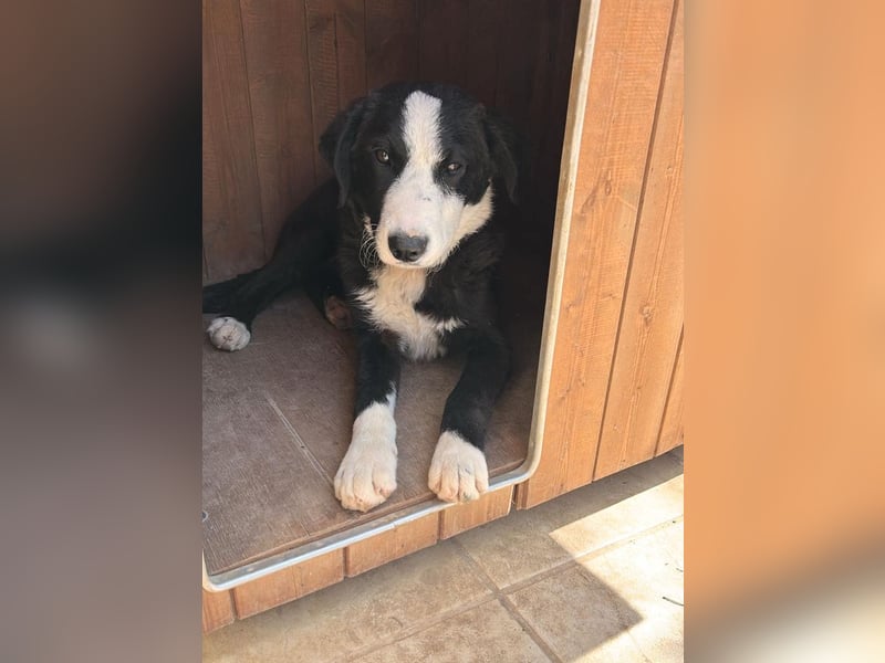 Leotie – kleine Rennmaus mit Border-Collie-Power