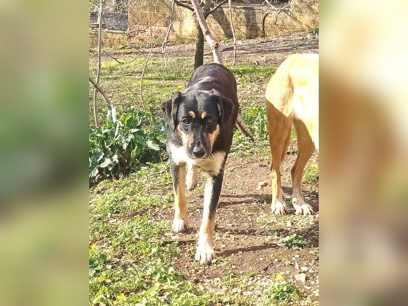 Lucy – die schüchterne Herzenshündin sucht Menschen, die ihr Zeit zum Vertrauen schenken