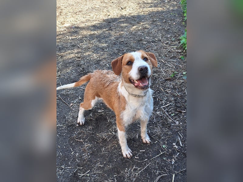 Terrier-Mix Max, ein junger, aktiver Bursche, auf der Suche nach seinen Lieblingsmenschen